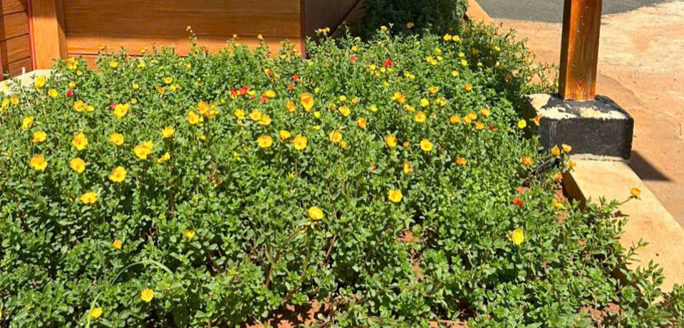 LỰA CHỌN ĐÚNG HAY SAI