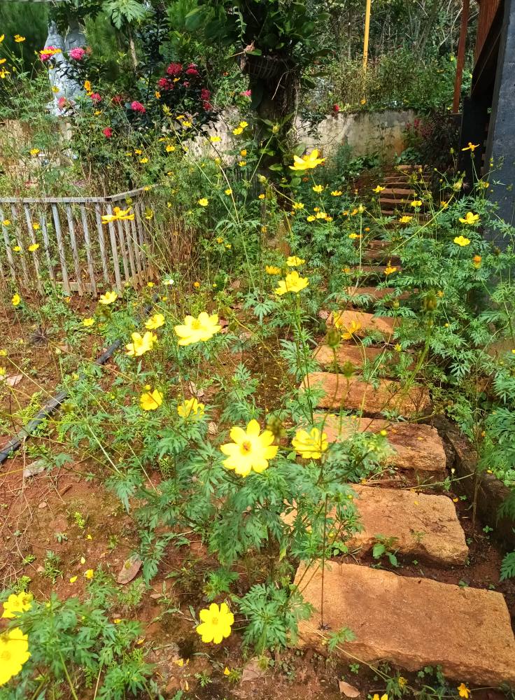 Tôi là một người bình thường